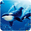 虎鲸模拟器中文版(The Killer Whale)