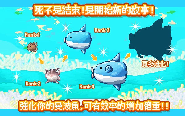 曼波魚